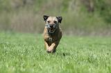 BORDER TERRIER 081